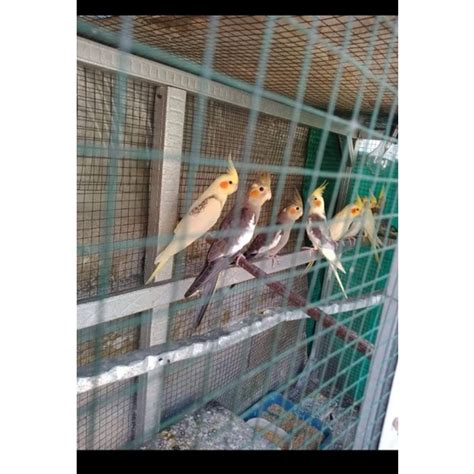 Jual Burung Falk Parkit Australia Mandiri Shopee Indonesia