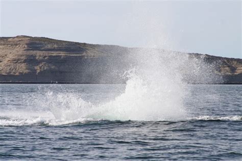 A spectacular encounter with whales on Península Valdés – Notes from ...