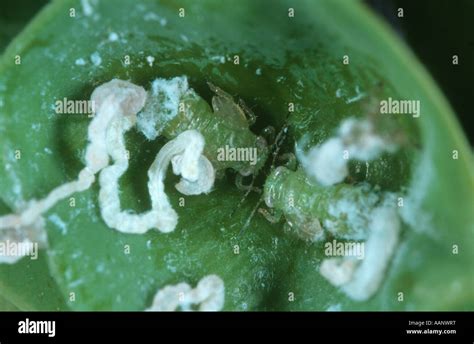 By boxwood psyllid hi-res stock photography and images - Alamy