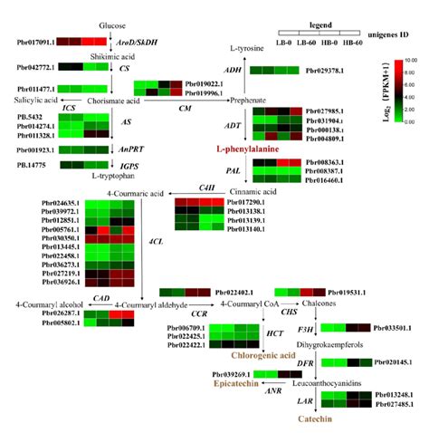 Heat Map Diagrams Of Relative Expression Levels Of Phenylpropanoid And Download Scientific