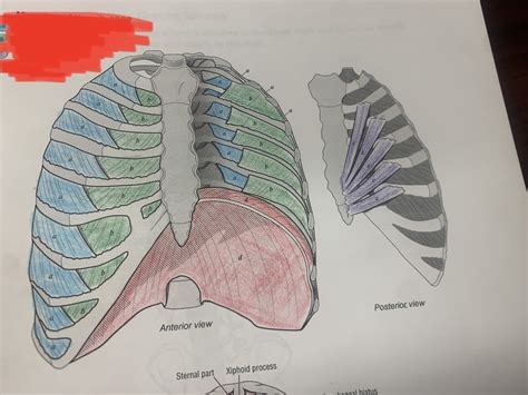 muscles of the rib cage Diagram | Quizlet