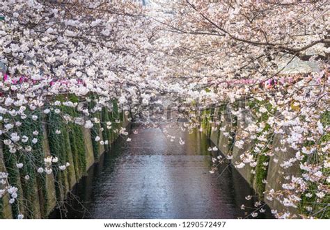 Cherry Blossom Lined Meguro Canal Tokyo Stock Photo