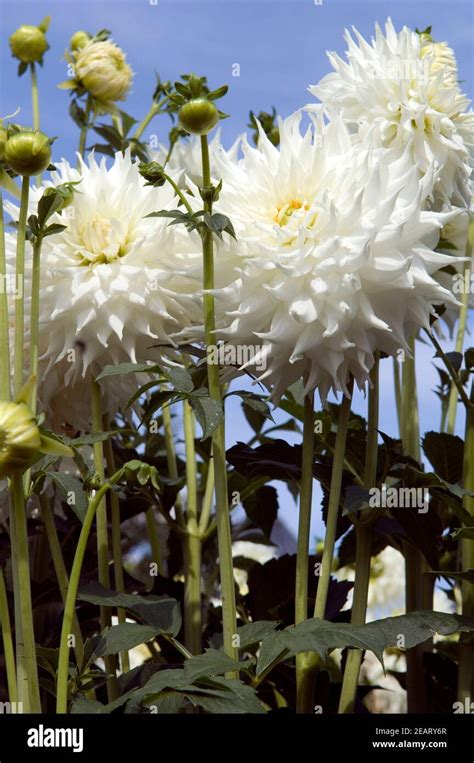 Dahlia Klondike Hi Res Stock Photography And Images Alamy