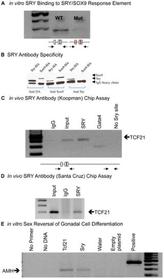 Basic Helix Loop Helix Transcription Factor Tcf21 Is A Downstream