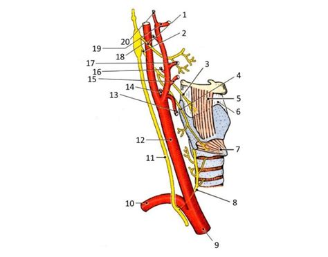 branches external carotid artery Quiz