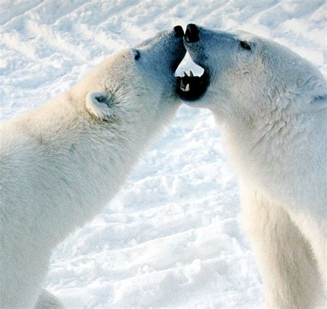 Polar Bear Summers Are Not For Hibernating | Plants And Animals