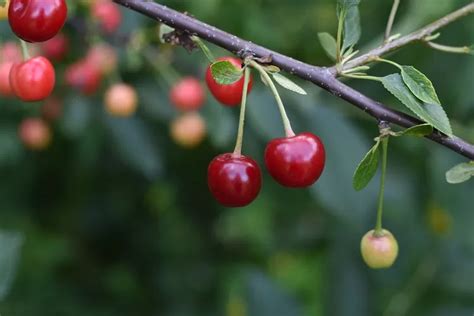 KERSEN Cek Manfaat Untuk Kesehatan Yang Terdapat Pada Buah Ini Segera