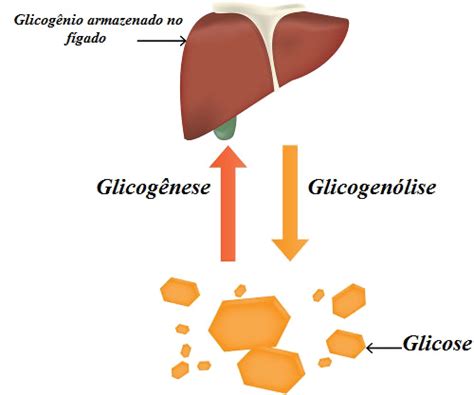 O Que É Glicogênio - Glicogênio - Biologia Net