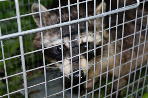 How Much Does Raccoon Removal Cost? | HowMuchIsIt.org