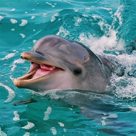 Playful Dolphin in the Ocean