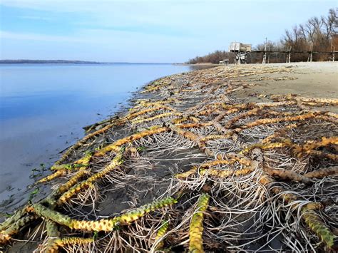 Водойми в Запорізькій області катастрофічно міліють з кожним днем ...