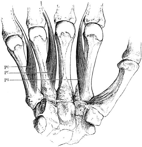 Palmar Interosseous Muscles Of The Hand Clipart Etc