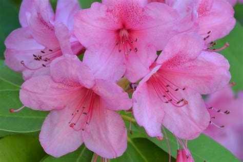 Pink Azaleas Spring Flowers Photograph By P S