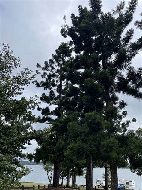 Hoop Pine From Danbulla National Park And State Forest Tinaroo Qld