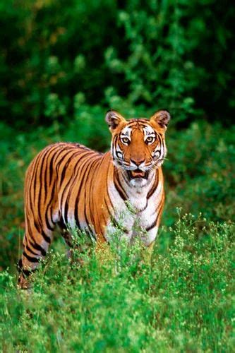 Kerala Wildlife Tour Packages at best price in Ernakulam | ID: 8741562755