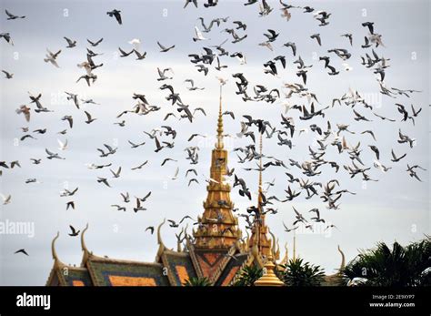 Flying Birds Above Oriental Temple View Of Plenty Of Flying Pigeons