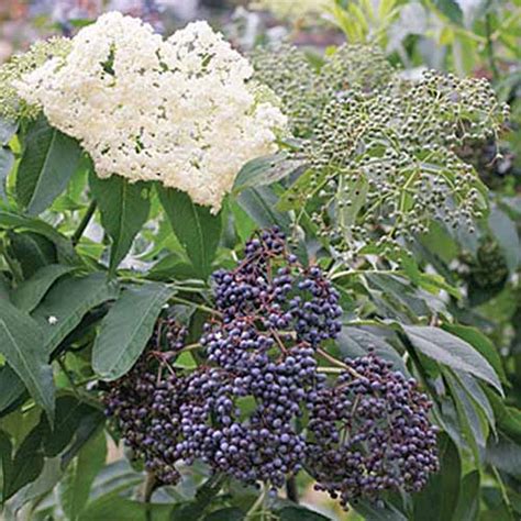 7 Top Elderberry Varieties to Grow in Your Backyard | Gardener's Path