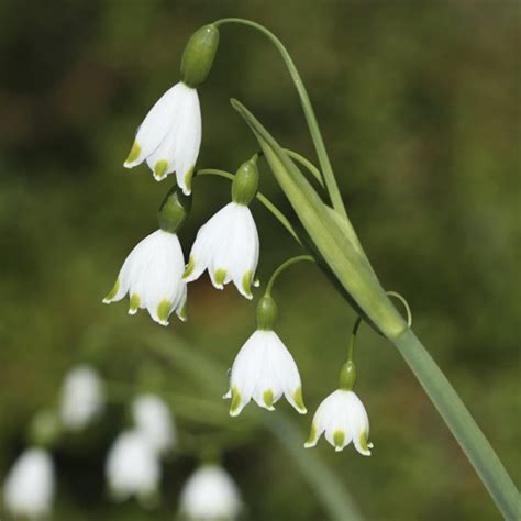 Sommarsnöklocka Hasselforsgarden se