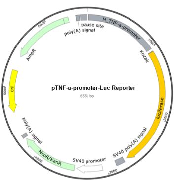 TNF α promoter Luc荧光素酶报告基因质粒 TNF α promoter Luciferase Reporter Plasmid