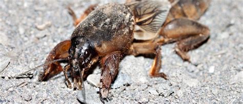 Are Mole Crickets Harmful To Dogs