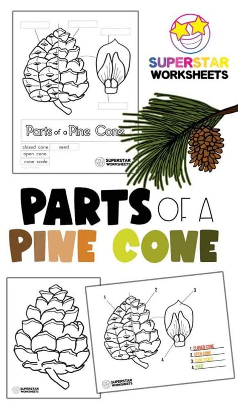 Parts Of A Pine Cone Worksheets 2024