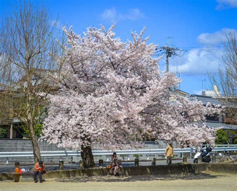 Flor De Cerezo En Kyoto Jap N Foto Editorial Imagen De Cereza