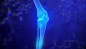 Knee Skeleton Xray Scan In Blue Joint Anatomy In X Ray Science ...