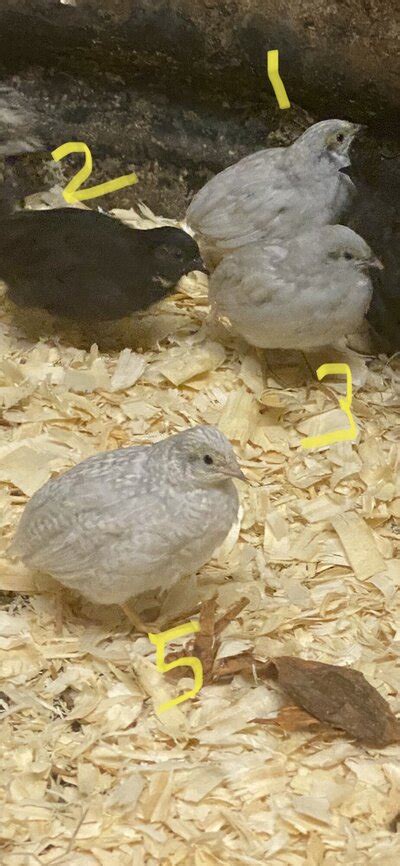 Attachments In Thread Sexing And Color Of Button Quail Backyard Chickens Learn How To