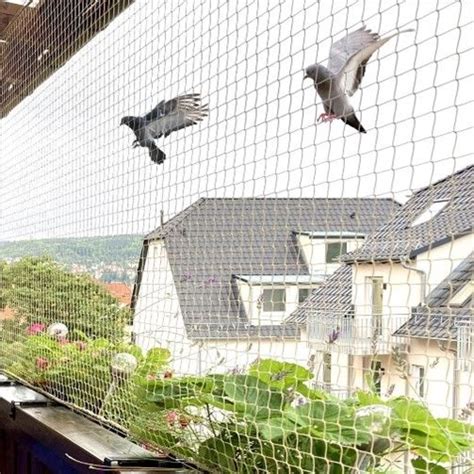 How To Avoid Pigeons In Balcony An Complete Overview About Pigeon