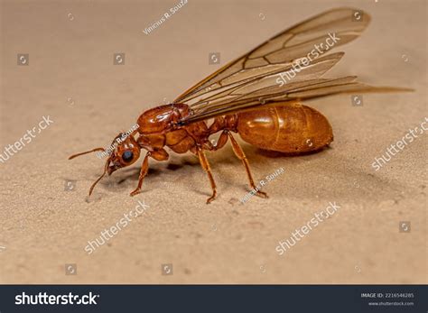 Adult Female Winged Thief Queen Ant Stock Photo Shutterstock