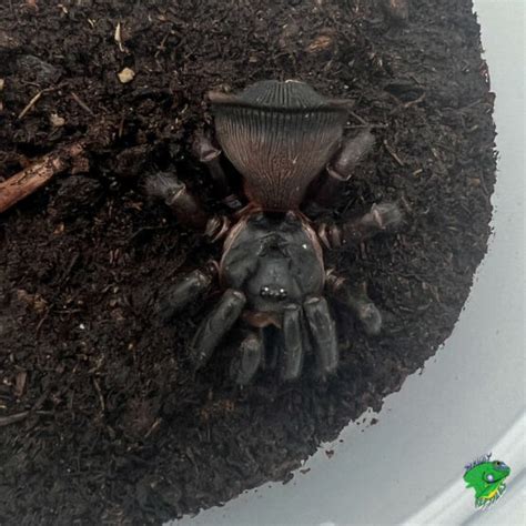 Chinese Hourglass Spider Juvenile To Adult Strictly Reptiles