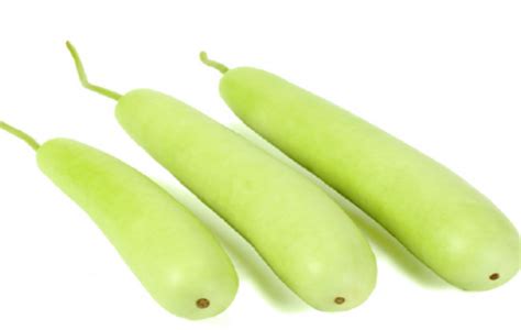 Bottle Gourd Dudhi At ₹ 68 Kilogram Mahalaxmi Mumbai Id 19313564430