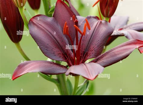 Hot Chocolate Lilies Hi Res Stock Photography And Images Alamy