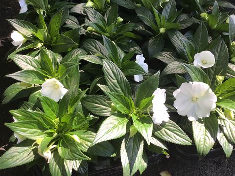 New Guinea Impatiens White – Kew Gardener