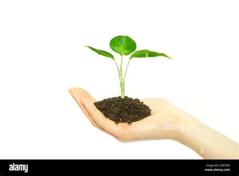 Hands Holding Sapling In Soil On White Stock Photo Alamy