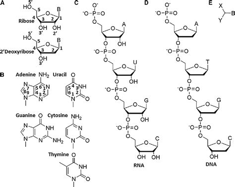 Figure 1 from 227 Views of RNA: Is RNA Unique in Its Chemical Isomer ...