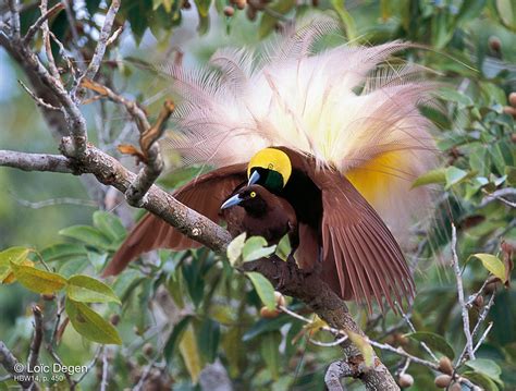 Greater Bird Of Paradise Greater Bird Of Paradise Paradisaea Apoda