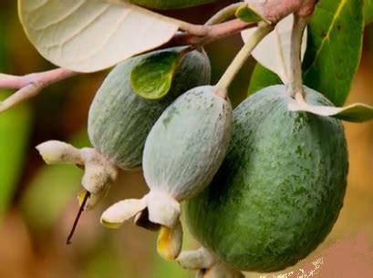 Feijoa Tudo Sobre os Benefícios Vitaminas e Fotos