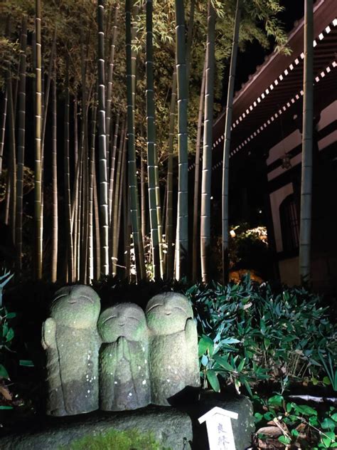 この時期にお勧め！長谷寺の『秋の夜間特別拝観』をご紹介します。 古都ごとく鎌倉