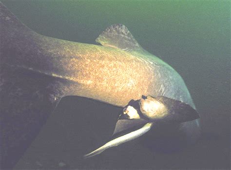 Sea lamprey attached to a Greenland shark, 9 October 2004, in Bay St.... | Download Scientific ...