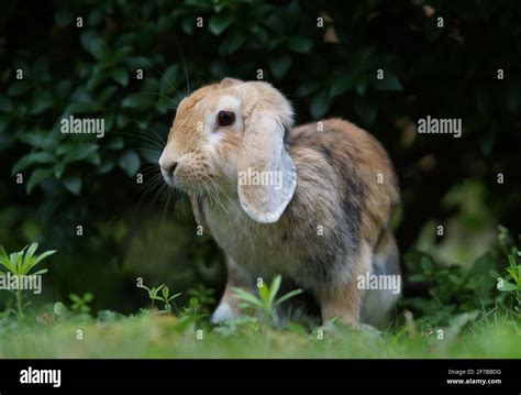 El Lop Se Ar Un Conejo Enano De Carnero Sentado En El Arbusto