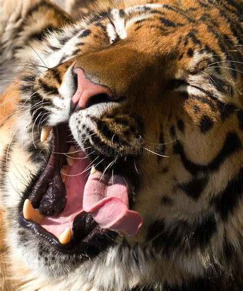 Closeup Of Two Tigers Lying On The Ground And Licking Each Other Under