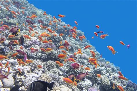 Recife De Corais Colorido Os Anthias Dos Peixes No Mar Tropical