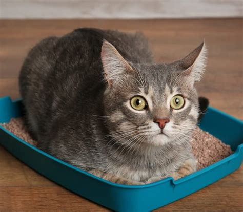Qual A Melhor Areia Para Gatos Em Apartamento - Melhor Areia para Gatos de 2026: Em Apartamento, Sílica, Que Não Deixa ...