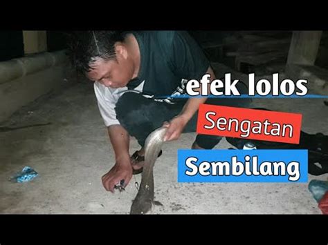 Mancing Pinggiran Semarang Keseruan Mancing Ikan Sembilang Mancing