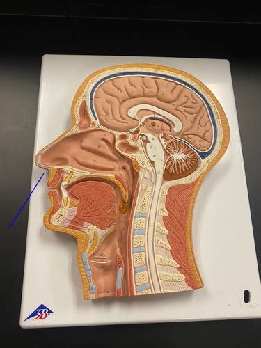 Sagittal Section Of Head Flashcards Quizlet