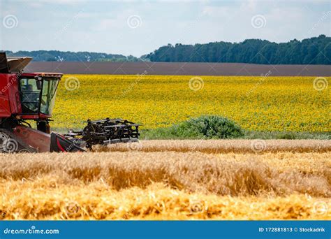 Harvester Mower Mechanism Cuts Wheat Spikelets Agricultural Harvesting