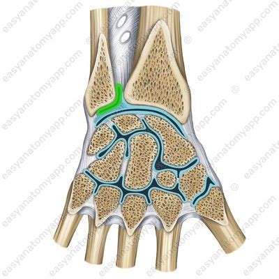 Distal Radioulnar Joint Easy Anatomy D