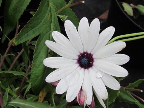 Остеоспермум небо и лед фото на клумбе