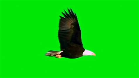 Flying Eagle Green Screen Youtube